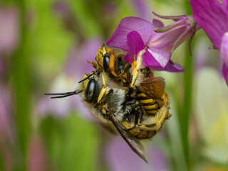 P6021254 European wool carder bees, Anthidium manicatum, mating under a flower, cECP 2025