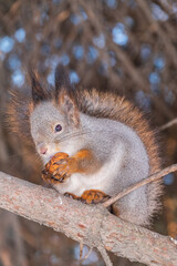 The squirrel with nut sits on tree in the winter or late autumn