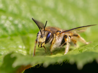 P6021228 European wool carder bee, Anthidium manicatum, close-up, cECP 2025