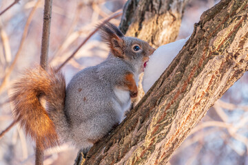 Squirrel in winter sits on a tree trunk with snow