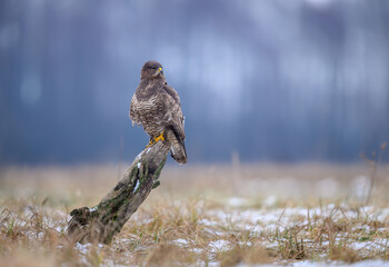 Common buzzard bird ( Buteo buteo )