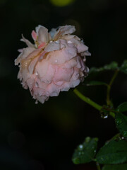 Shape and colors of imperfect roses that bloom in Tropical climates