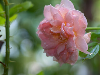 Shape and colors of imperfect roses that bloom in garden