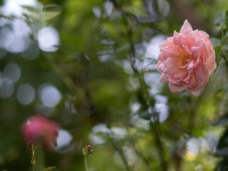 Shape and colors of imperfect roses that bloom in garden