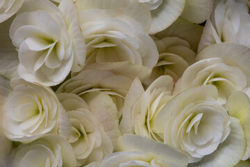 Close-up photo of a bouquet of hydrangeas flowers