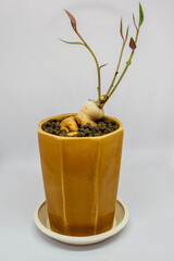 The plump trunk of monadenium rubellum in the small ceramic pot