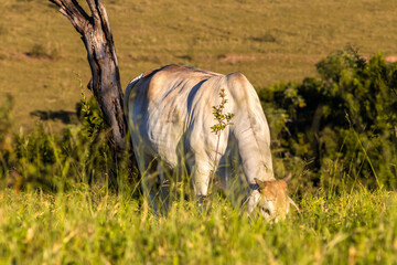 Zebu Nellore cow in the pasture area of a beef cattle farm in Brazil