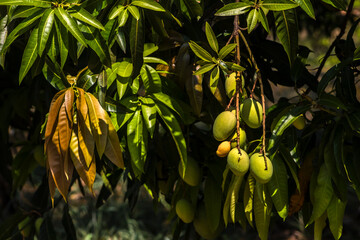Mango is the fruit of the mango tree (Mangifera indica L.), a fruit tree from the Anacardiaceae...