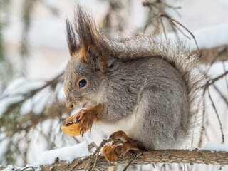 The squirrel with nut sits on tree in the winter or late autumn