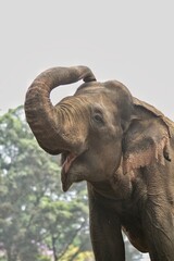 Sumatran elephant appears to raise its trunk