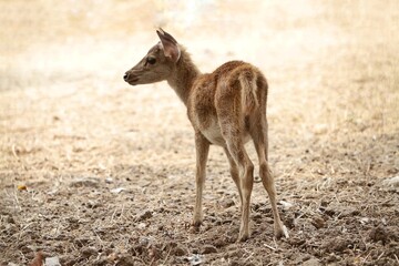rear view of little Bawean deer standing alone in the field