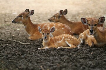 little sitatunga sits on the ground with the flock