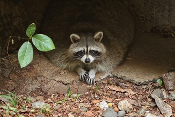 a fat raccoon lying on the floor facing forward