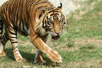 A Sumatran tiger walks around observing its surroundings