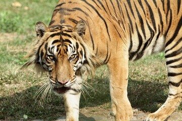 A Sumatran tiger walks around observing its surroundings