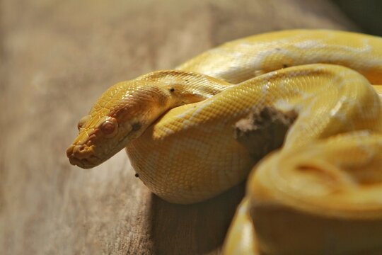 a yellow python lives in the wood