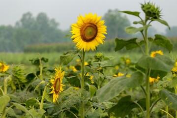 Beautiful picture of sunflower with green blur background. this photo was taken Gaibandha District.