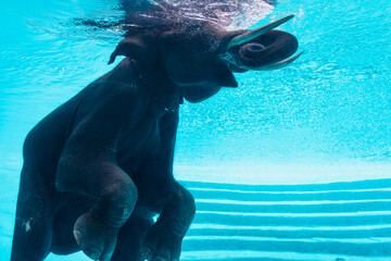 Full body shot of a large Asian elephant swimming gracefully beneath the surface of the water in...