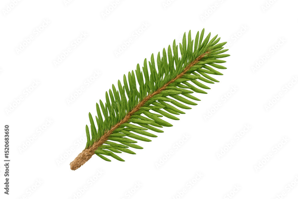 Poster photorealistic spruce branch isolated on a transparent background, perfect for adding a touch of nat