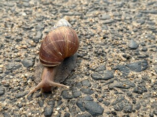 snail walk on the ground