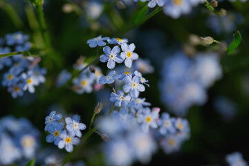 Delicate blue flowers blooming in a lush garden during springtime