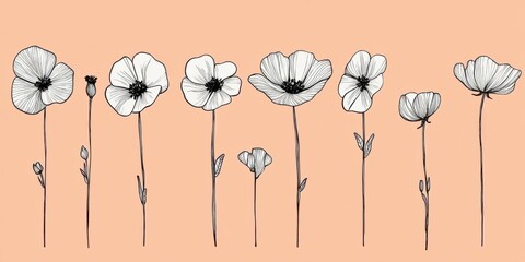 Poppies Sketches with Delicate Floral And Botanical Theme