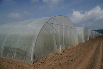 Completely enclosed greenhouses of a seed company that do not allow access to free-living insects in order to prevent cross-pollination. Crossbreeding of new rapeseed varieties in Einbeck, Germany.