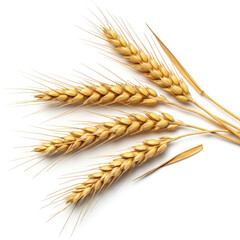 wheat ears on a white background