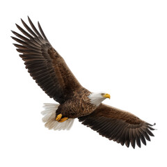 Obraz premium Bald eagle soaring majestically on white background