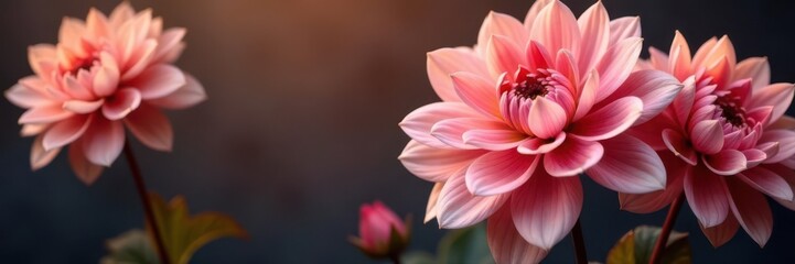 Fototapeta premium Salmon rose & lilac pink dahlia blooms, deep red center, dark bronze foliage , foliage, flower, macro