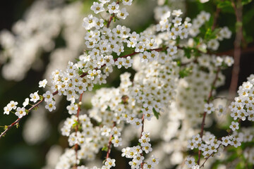 White flowering branch showcases the beauty of springtime blooms in nature