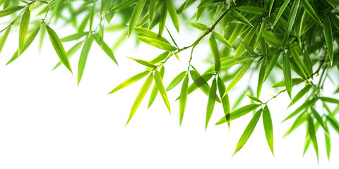 Obraz premium Green bamboo leaves and branches form a fresh, natural frame isolated on a white background, perfect for a zen-like tropical design