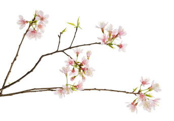 Prunus cerasoides flower, Wild Himalayan cherry plants, isolated on white background