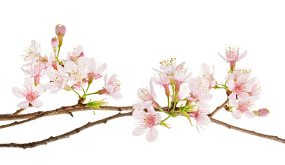 Prunus cerasoides flower, Wild Himalayan cherry plants, isolated on white background