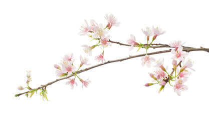 Prunus cerasoides flower, Wild Himalayan cherry plants, isolated on white background