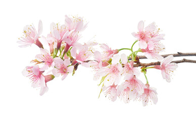 Prunus cerasoides flower, Wild Himalayan cherry plants, isolated on white background