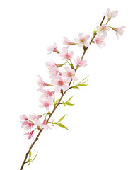 Prunus cerasoides flower, Wild Himalayan cherry plants, isolated on white background