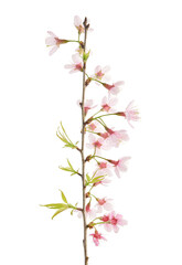 Prunus cerasoides flower, Wild Himalayan cherry plants, isolated on white background