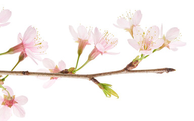 Prunus cerasoides flower, Wild Himalayan cherry plants, isolated on white background