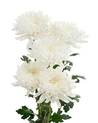 White Chrysanthemum flower, Large Chrysanthemum flower isolated on white background, with clipping path 