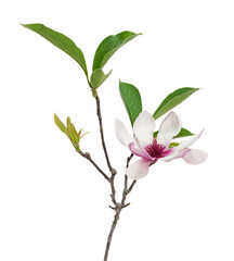 Purple magnolia flower, Magnolia felix isolated on white background, with clipping path