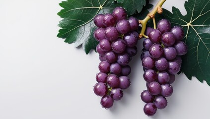Fototapeta premium Captivating still life of fresh purple grapes with vibrant green leaves on white