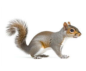 Obraz premium A side-view portrait of a grey squirrel standing on a white surface, showcasing its features.