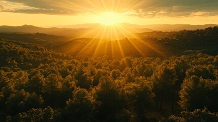 Golden Hour Sunset Over Vast Forest Landscape