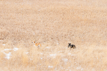 Dogs in a field North Dakota early spring