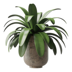 Green plant in pot isolated on transparent background