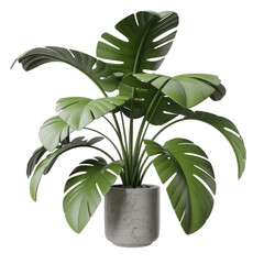Large monstera plant in grey pot isolated on transparent background