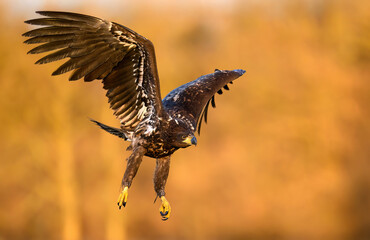 White tailed eagle ( Haliaeetus albicilla)