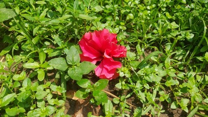 "Vibrant Close-Up of Beautiful Flower, Colorful Bloom in Natural Light, Fresh Garden Flora"