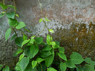 A climbing plant with green leaves that grows on dull and mossy walls.